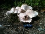 Mushrooms in the woods