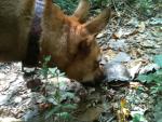 Dog Cleo sniffs a box turtle