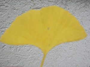 DSCN4682