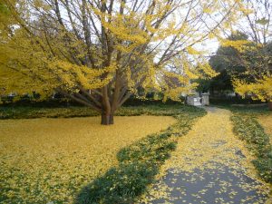 P1050106 Ginkgo