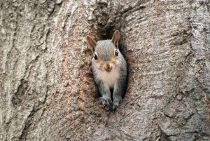 Squirrel photo