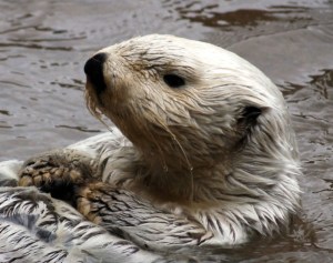 Northern sea otter Northern sea otter