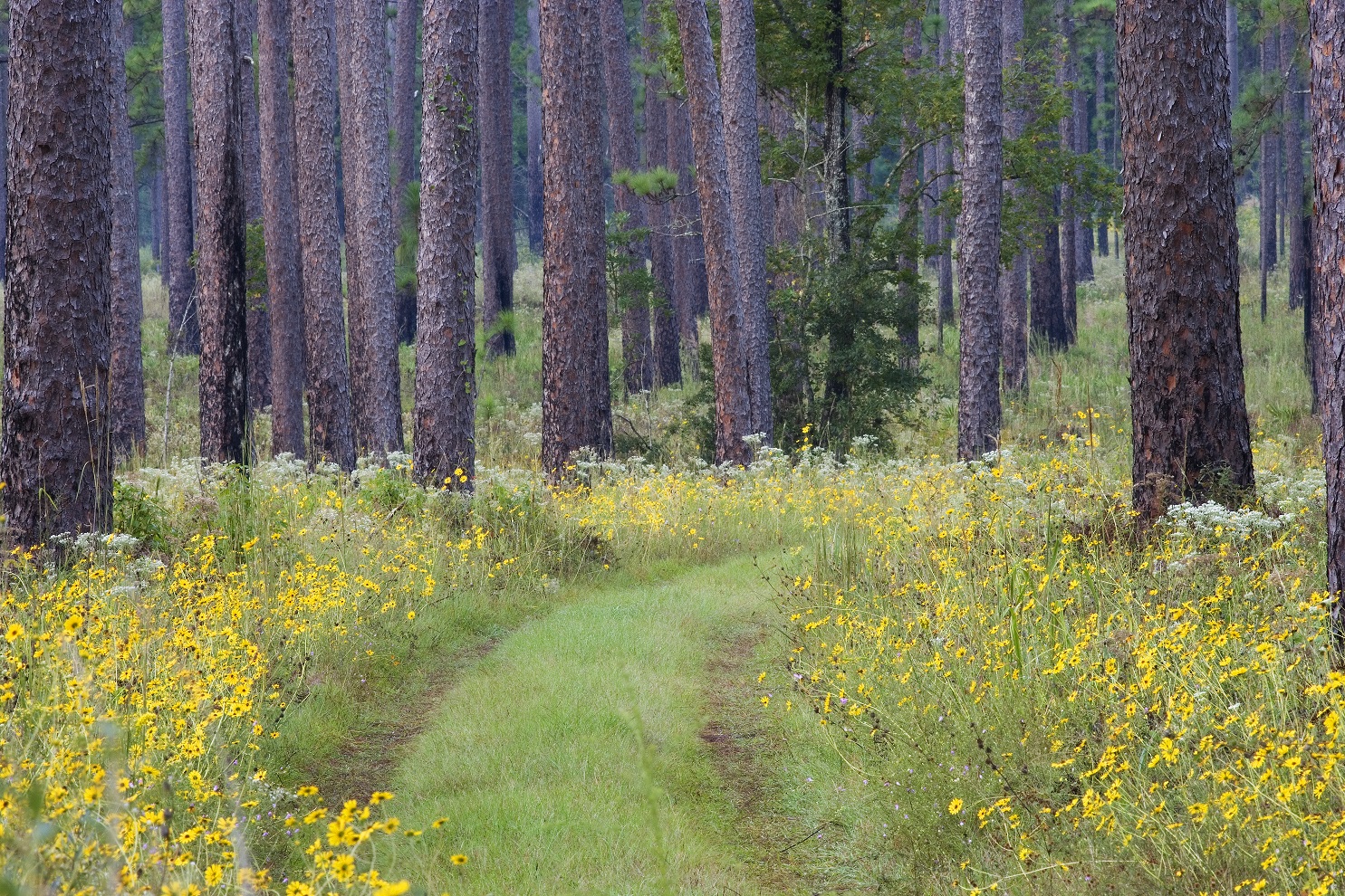 The Georgia Conservation Tax Credit