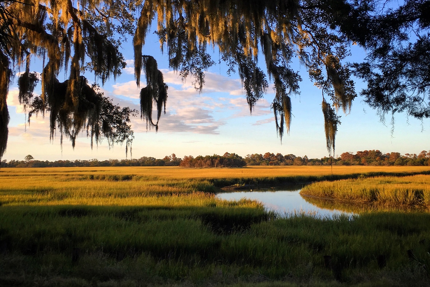 Introducing Georgia’s Roadmap For Marsh Conservation