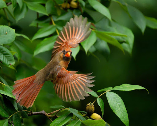 Everyone’s a Birder. They Just Don’t Know It Yet.