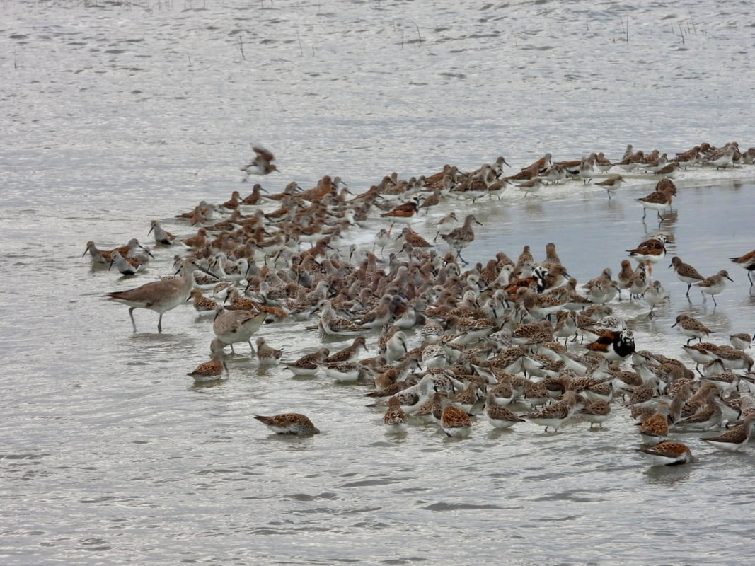 Share the Shore with Georgia’s seabirds and shorebirds this holiday weekend! 