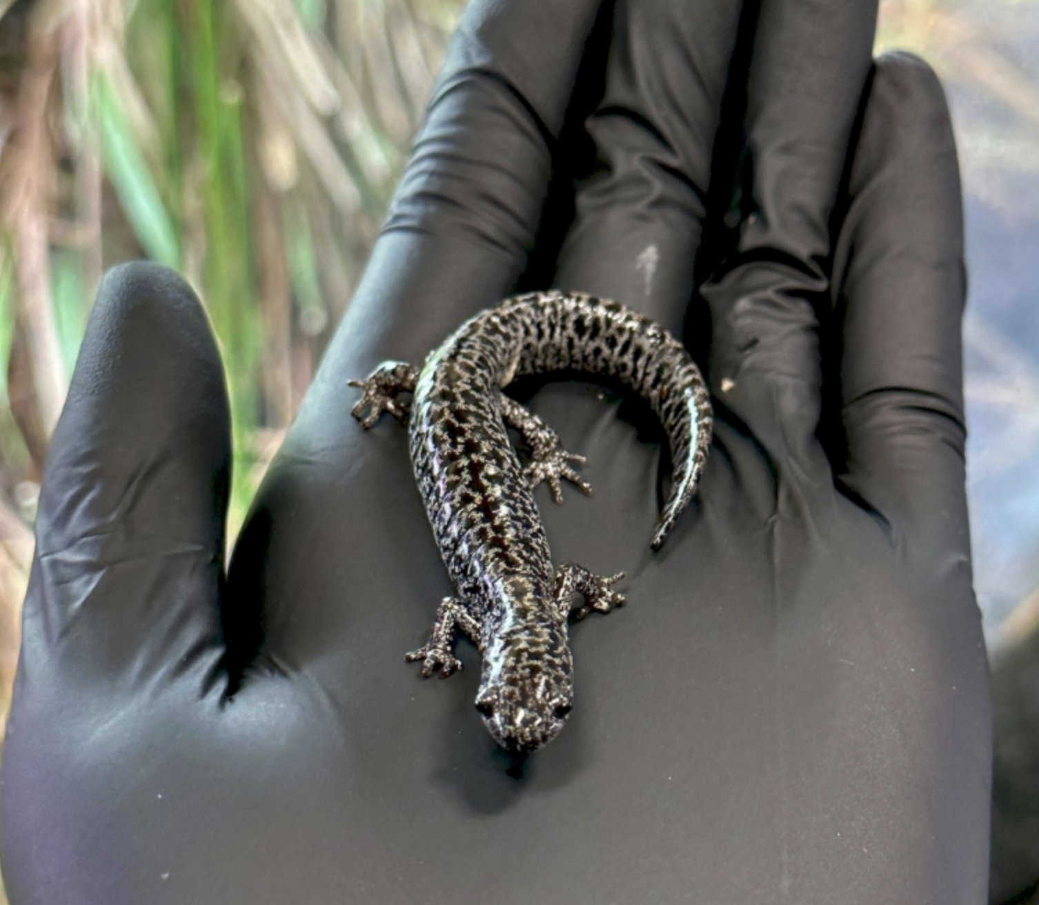 From a step to a leap: Redefining “take” puts America’s endangered frogs and salamanders on the brink